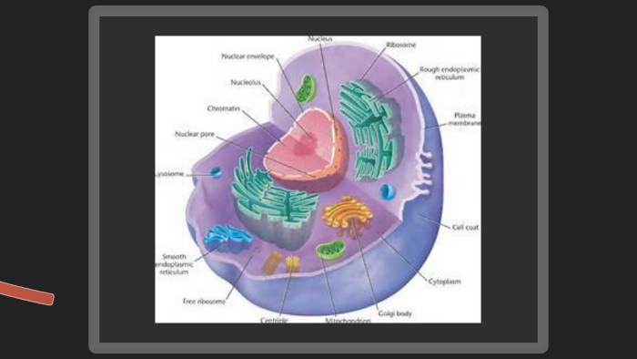 animal cell analogy project by kenny bernal