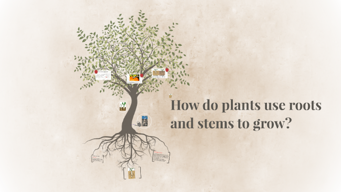 How Do Plants Use Roots And Stems To Grow By Mariel Fern ndez