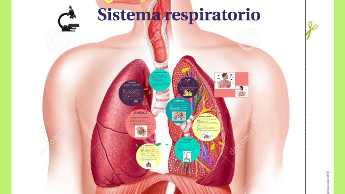 Sistema respiratorio by Milagros Parola