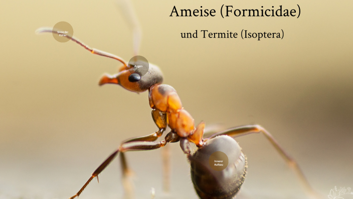 Ameisen und Termiten by Arwen Ewert on Prezi