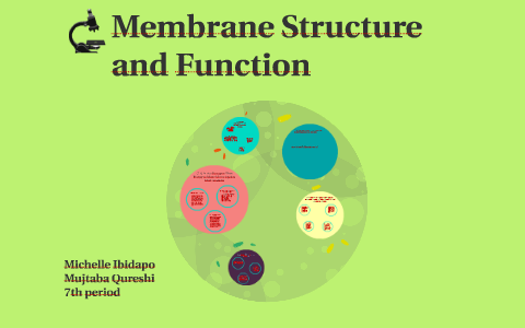 Membrane Structure and Function by Michelle Ibidapo on Prezi