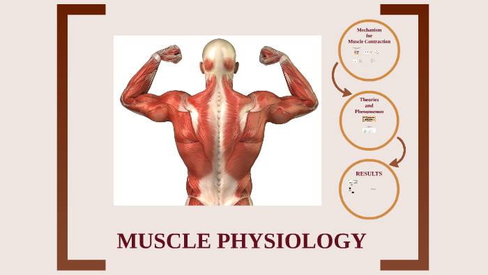 Muscle Phys Review By Cody Grigsby