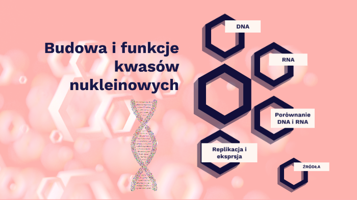 Budowa I Rola Kwasów Nukleinowych Budowa i funkcje kwasów nukleinowych by Patrycja Wielgosz on Prezi