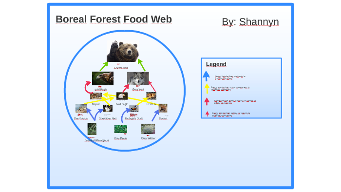 Boreal Forest food web by Shannyn Hamm