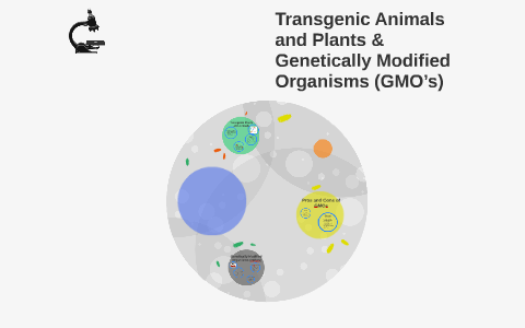 Transgenic Animals and Plants & Genetically Modified Organis by Melana  Apodaca