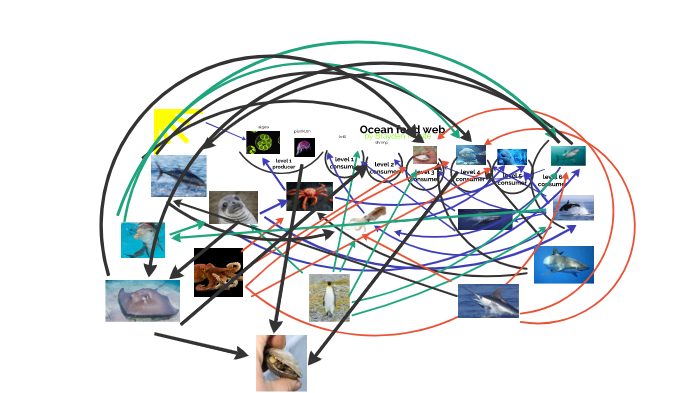 ocean-food-web-by-brayden-mesite-on-prezi