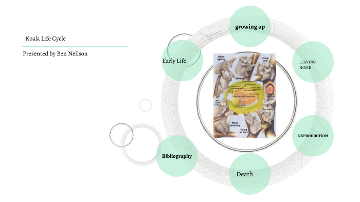 Koala Life Cycle Diagram