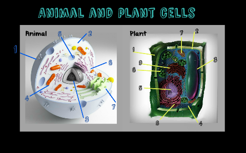 Plant and animal cells by Courtney Fairbanks on Prezi