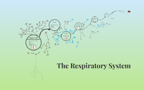 The Respiratory System by Helen W. on Prezi