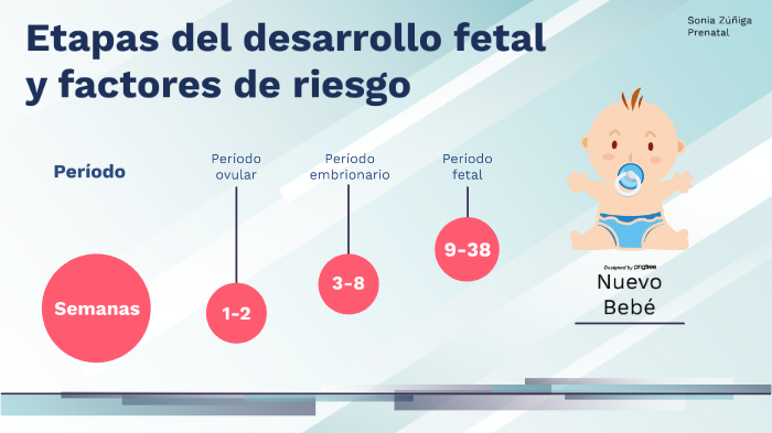 Etapas del desarrollo fetal y factores de riesgo by Sonia Zuñiga on Prezi
