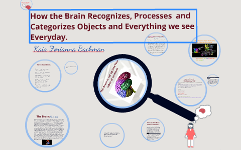 How the brain recognizes, categorizes, and organizes everything we see ...