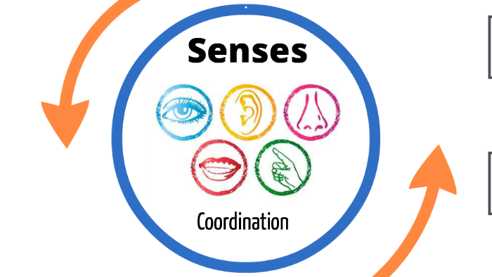 Senses and coordination by Gertjan Goossens on Prezi