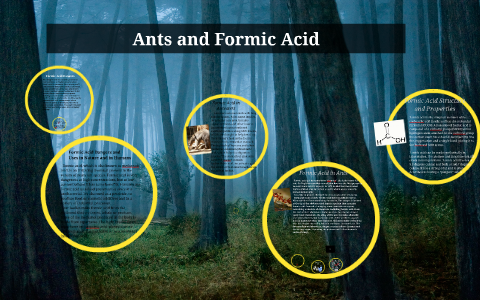 Ants And Formic Acid By Nadine Elkadi On Prezi   O4cmy3in3z3lhxhddevhamjqyl6jc3sachvcdoaizecfr3dnitcq 3 0 