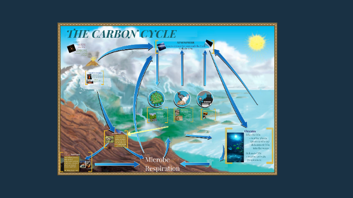 THE CARBON CYCLE by Jennifer Duell on Prezi Next