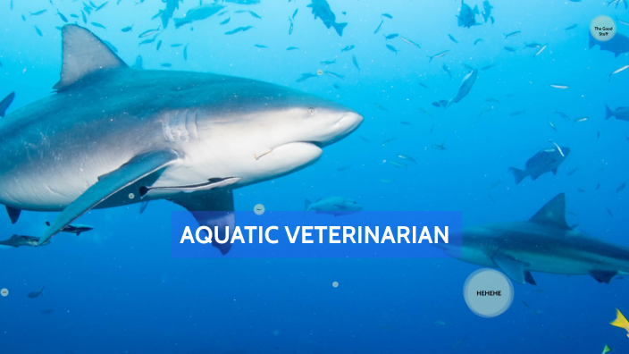 aquatic-veterinarian-by-jamea-adderly-on-prezi