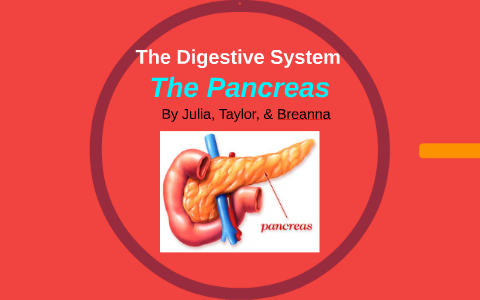 The Digestive System by Julia Roventa on Prezi