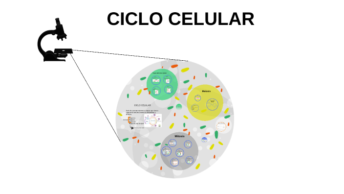 CICLO CELULAR by on Prezi