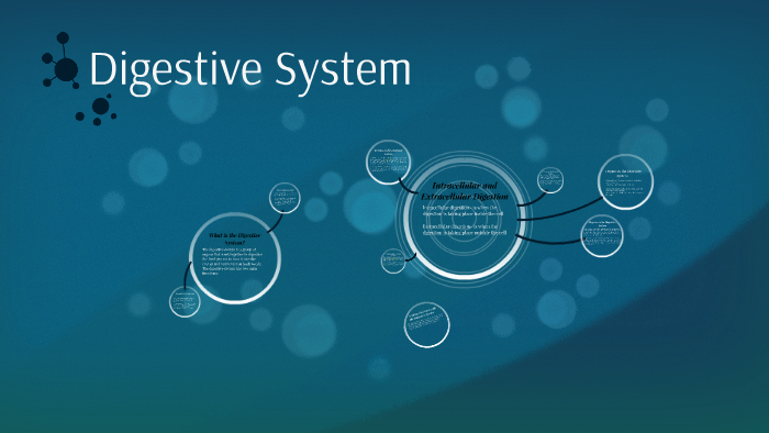 Digestive System by I B on Prezi