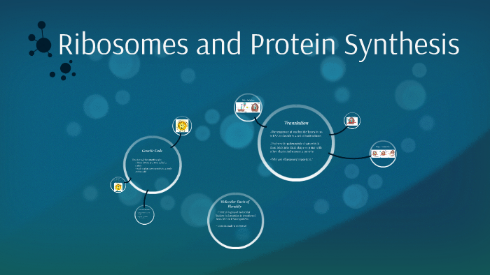 Ribosomes and Protein Synthesis by Sarah Magnuson