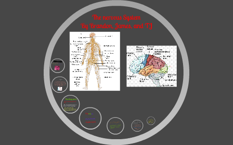 The nervous System by on Prezi