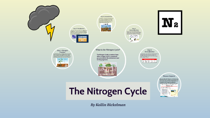 Nitrogen Cycle by Kollin Bickelman on Prezi