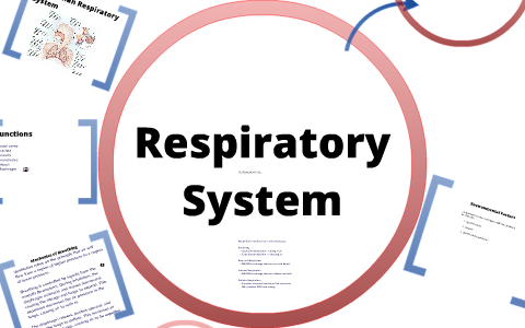 Respiratory System by Laura Tucker on Prezi