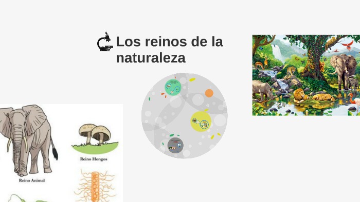Los reinos de la naturaleza by Sunashy Carvajal on Prezi