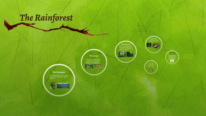 The Amazon Rainforest by zac lewis on Prezi