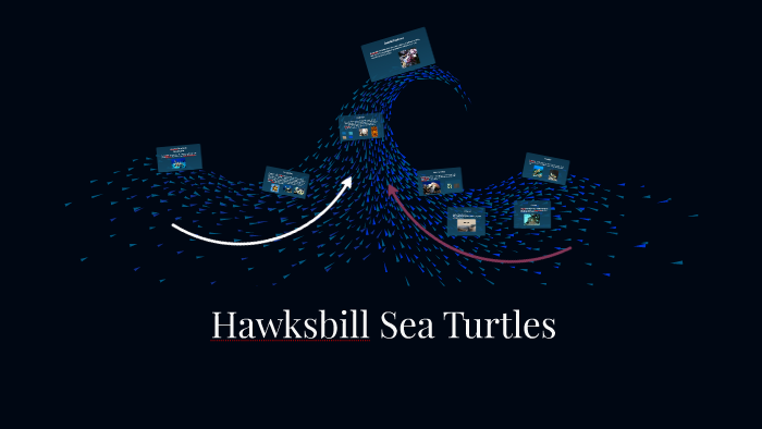 Hawksbill Sea Turtles by Zali Adams on Prezi