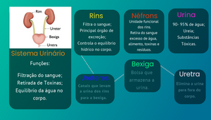 Sistema Urinário by Laura Regina Saraiva on Prezi Design