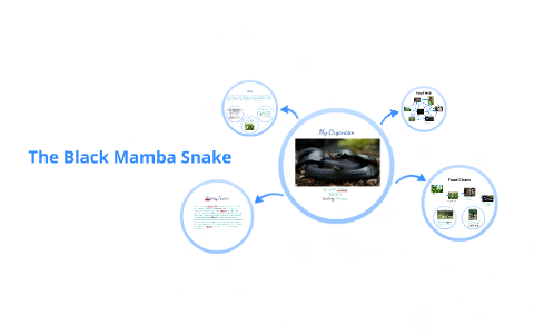 Black Mamba Food Chain