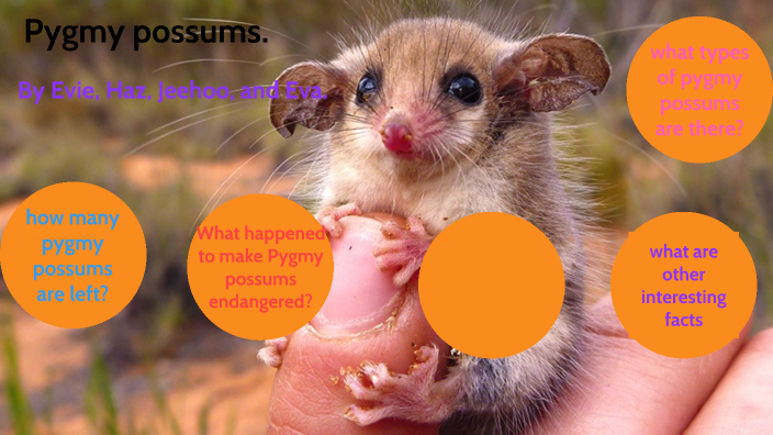 mountain pygmy possum by Evelyn Smith on Prezi