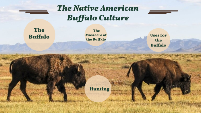 Buffalo Culture By Luke Anderson On Prezi