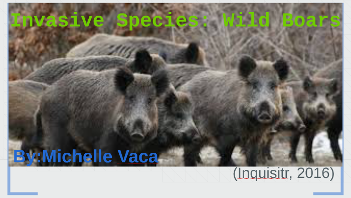 Invasive Species Wild Boars By Michelle Vaca On Prezi