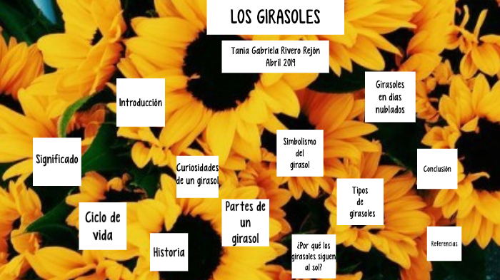 La magia de los girasoles by Tania Rivero on Prezi Next