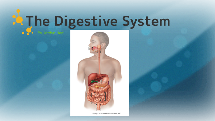 The Digestive System by Jordyn Heal on Prezi