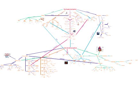 Respiratory System Concept Map by Kirstin Pulles on Prezi