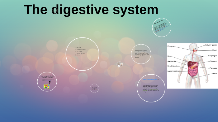 The digestive system by jennifer willis on Prezi