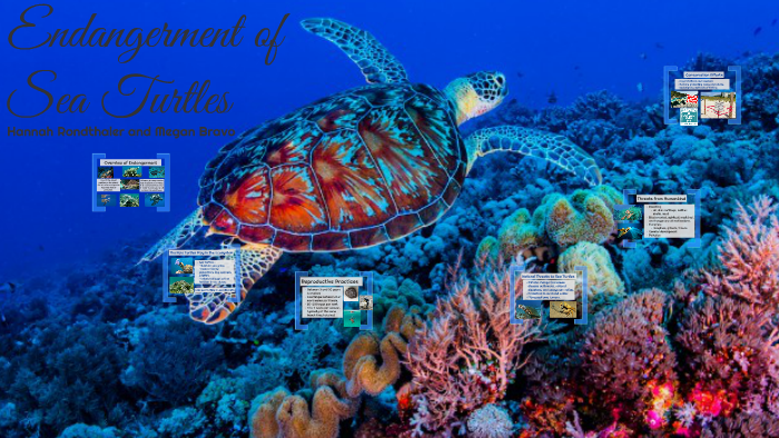 Endangerment of Sea Turtles by Hannah Rondthaler on Prezi