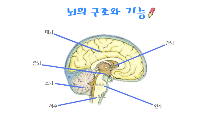 대뇌 by 솔빈 박 on Prezi