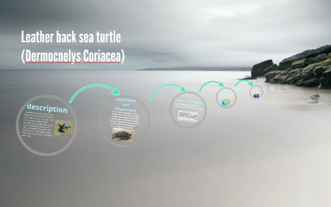 Leatherback sea turtle by Abby Koenig on Prezi