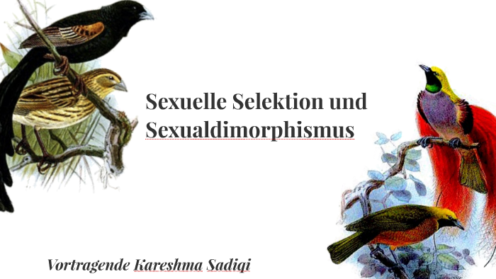 Was Ist Eine Sexuelle Selektion Sexuelle Selektion by Karesh Sa