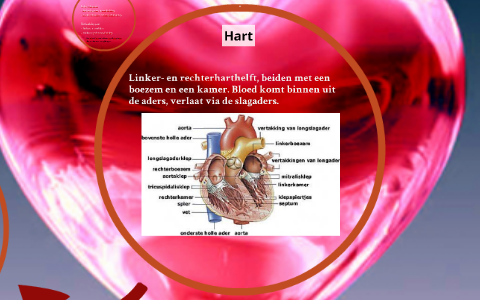 Hart en Bloedvaten by on Prezi