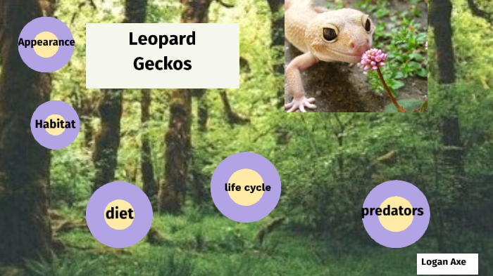 gecko life cycle