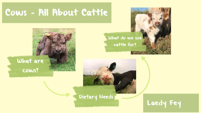 Cows by Laedy Fey on Prezi