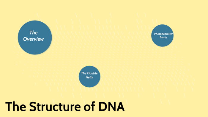 DNA Structure by taryn mcgilvrey on Prezi