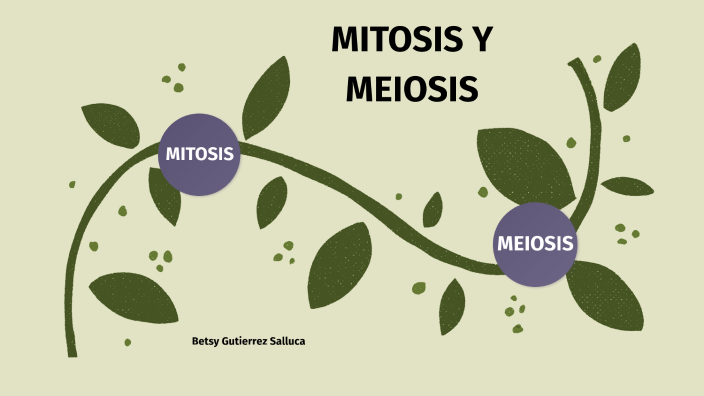 Infografía De La Mitosis Y Meiosis Celular By Betsy Gutierrez On Prezi 3401