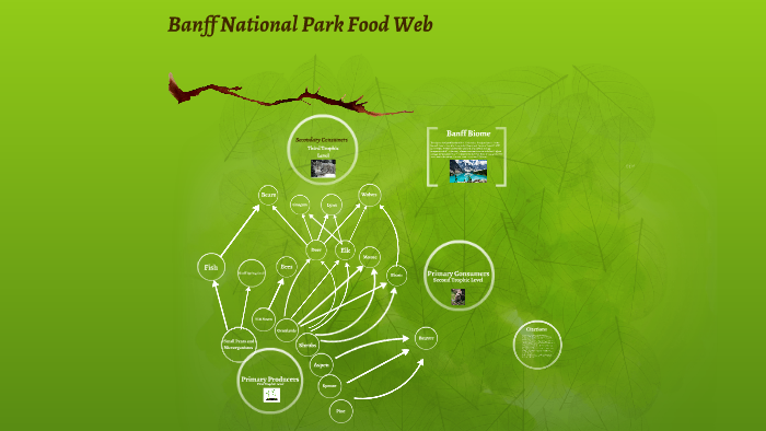 Banff National Park Food Web By Andrew Noorani On Prezi