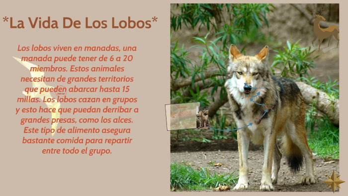 La Vida De Los Lobos* by Lizeth Guadalupe Romero Martinez