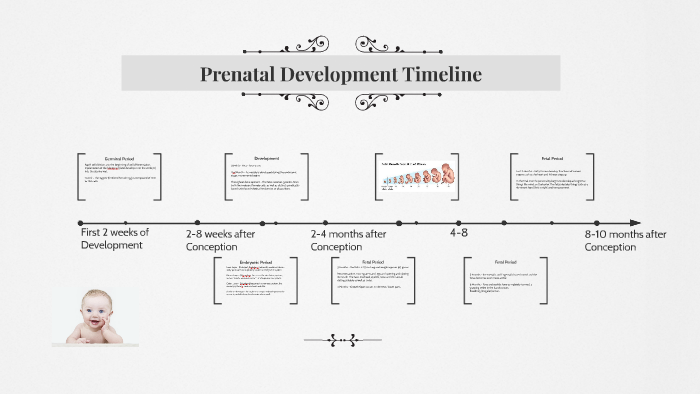 Prenatal Development Timeline By Jeadel L